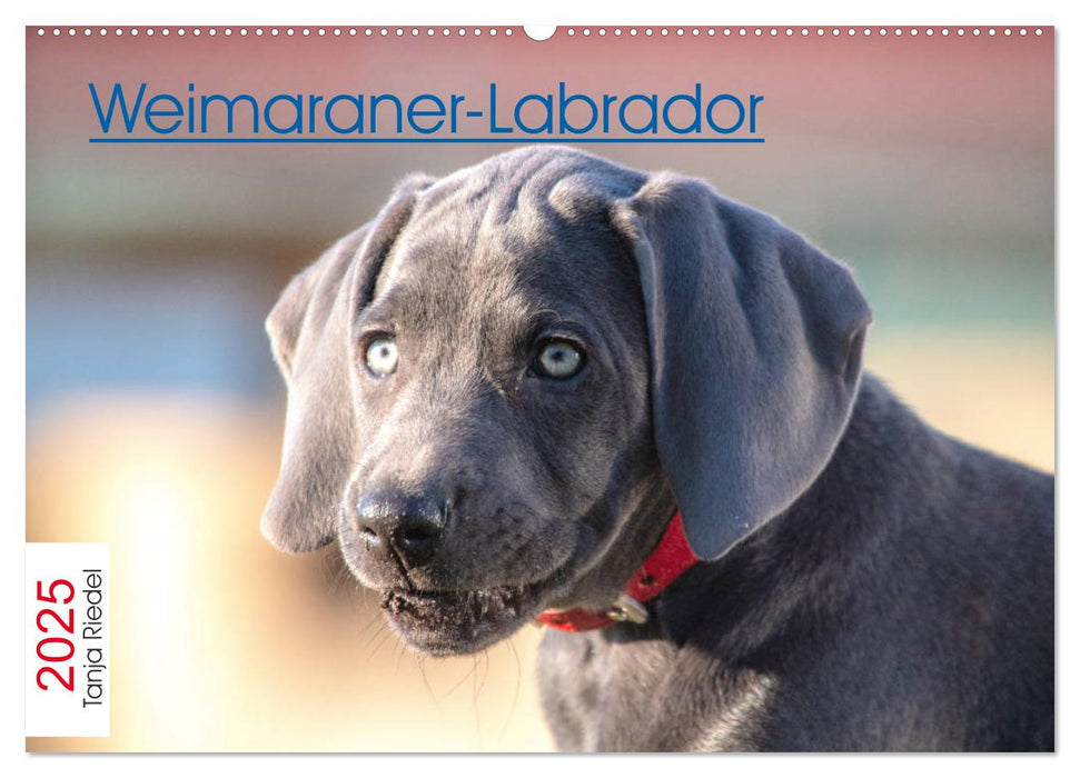 Weimaraner-Labrador (CALVENDO Wandkalender 2025)