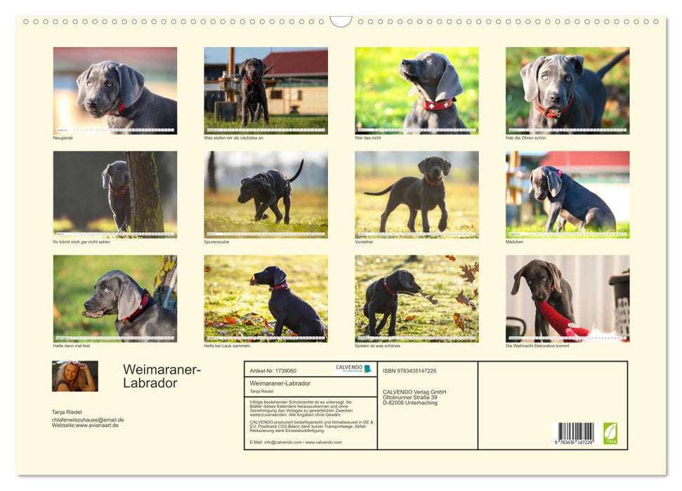 Weimaraner-Labrador (CALVENDO Wandkalender 2025)