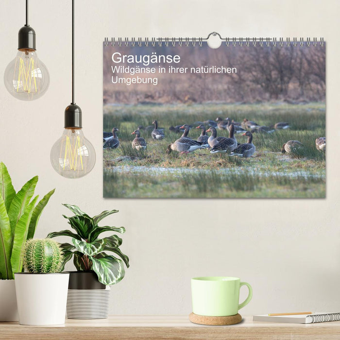 Graugänse (CALVENDO Wandkalender 2025)