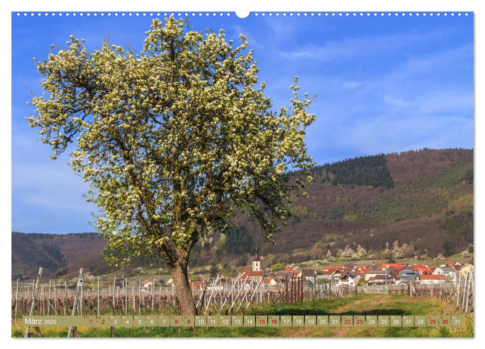 Augenschmaus Pfälzer Wald (CALVENDO Premium Wandkalender 2025)