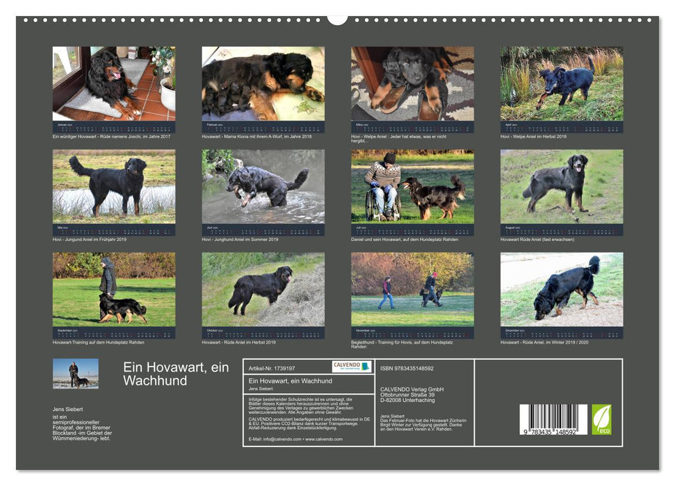 Ein Hovawart, ein Wachhund (CALVENDO Premium Wandkalender 2025)