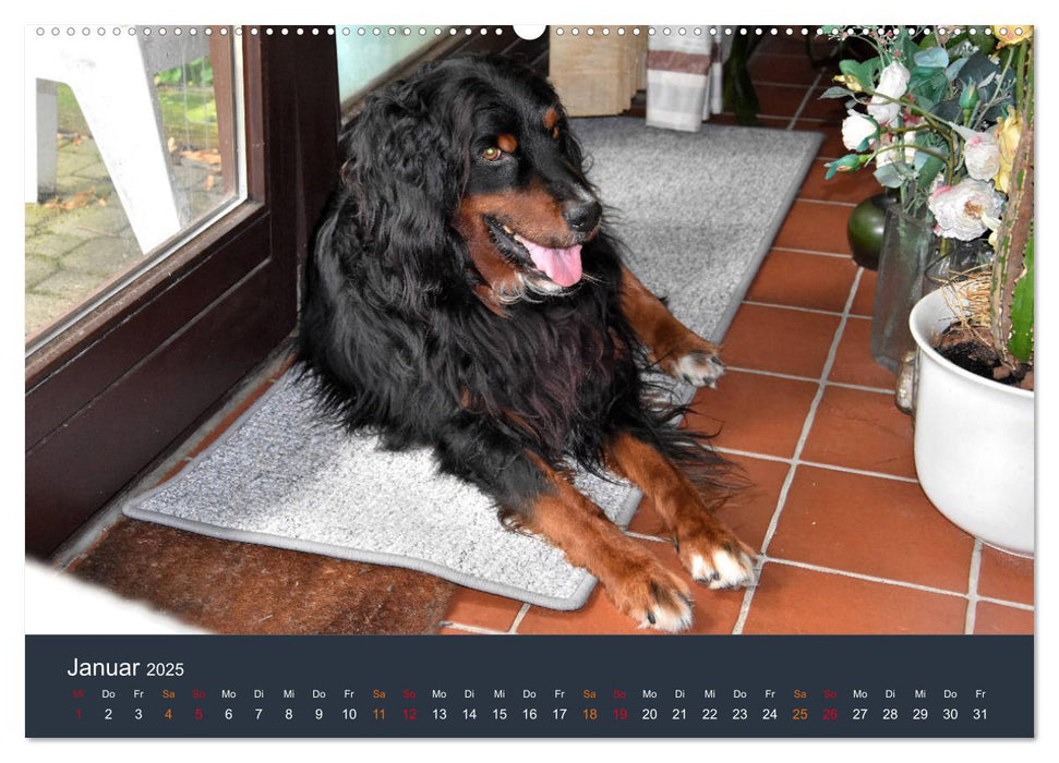 Ein Hovawart, ein Wachhund (CALVENDO Premium Wandkalender 2025)