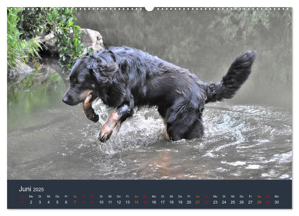 Ein Hovawart, ein Wachhund (CALVENDO Premium Wandkalender 2025)