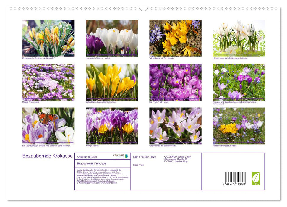 Bezaubernde Krokusse (CALVENDO Premium Wandkalender 2025)