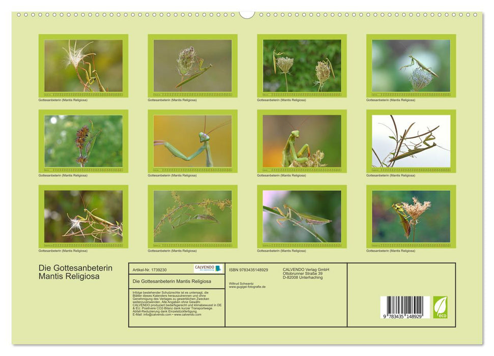 Die Gottesanbeterin Mantis Religiosa (CALVENDO Premium Wandkalender 2025)