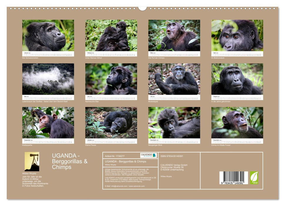 UGANDA - Berggorillas & Chimps (CALVENDO Premium Wandkalender 2025)