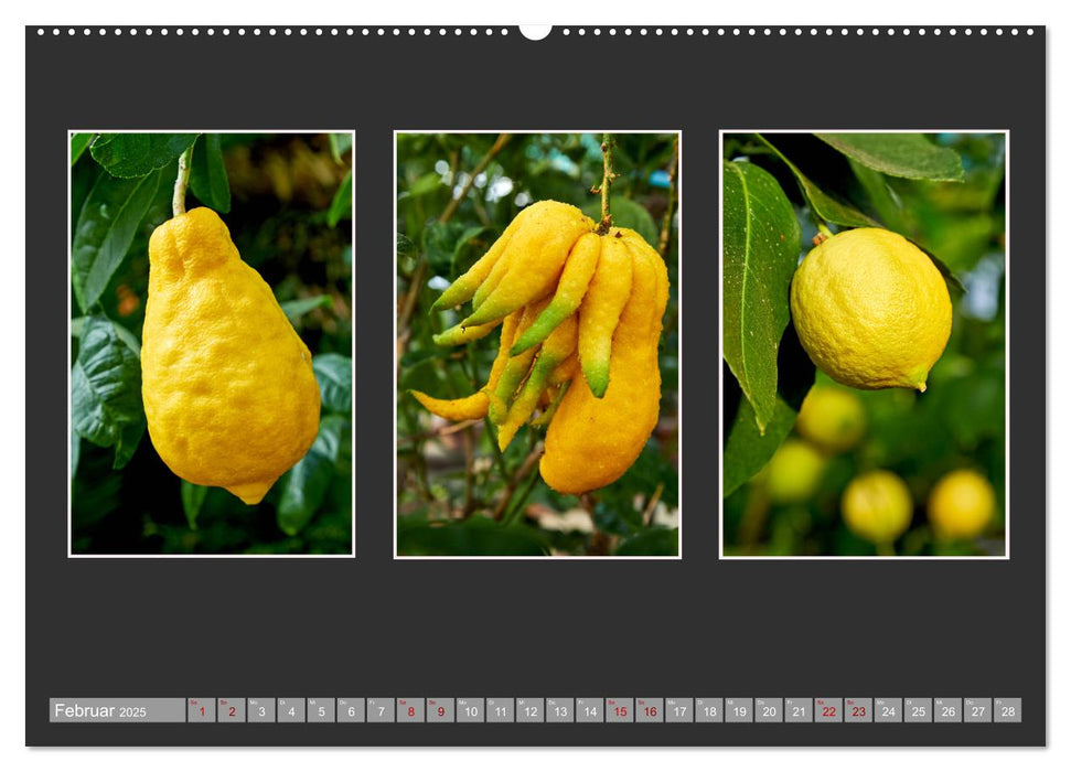Bio Zitrus Garten (CALVENDO Premium Wandkalender 2025)