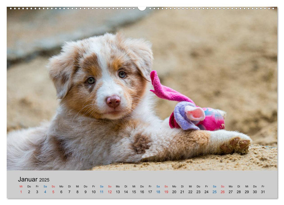 Australian Shepherd Welpen 2025 (CALVENDO Premium Wandkalender 2025)