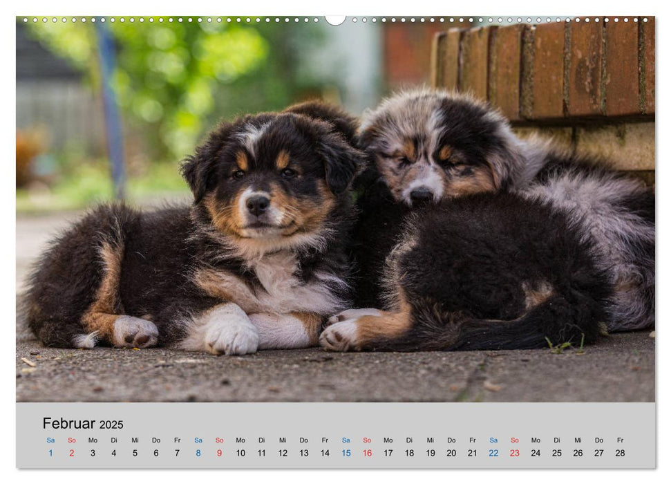 Australian Shepherd Welpen 2025 (CALVENDO Premium Wandkalender 2025)