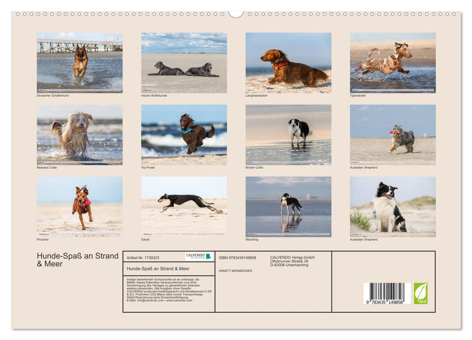 Hunde-Spaß an Strand & Meer (CALVENDO Premium Wandkalender 2025)