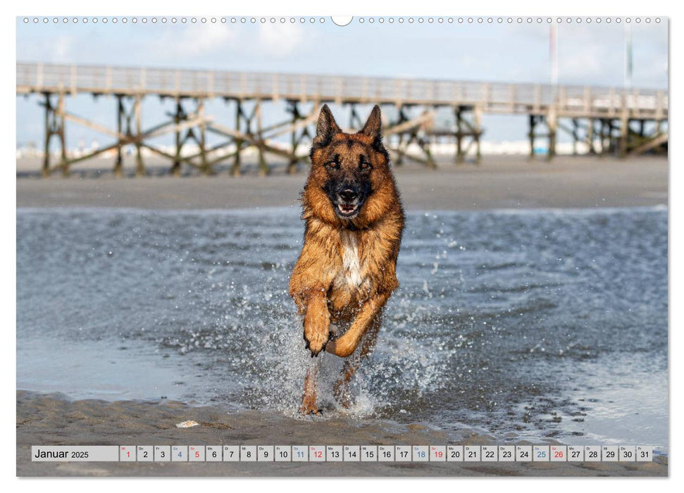 Hunde-Spaß an Strand & Meer (CALVENDO Premium Wandkalender 2025)