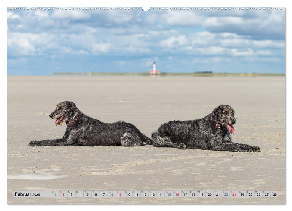 Hunde-Spaß an Strand & Meer (CALVENDO Premium Wandkalender 2025)