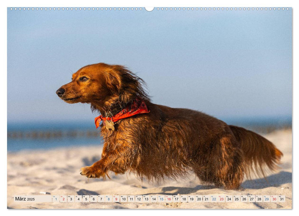 Hunde-Spaß an Strand & Meer (CALVENDO Premium Wandkalender 2025)