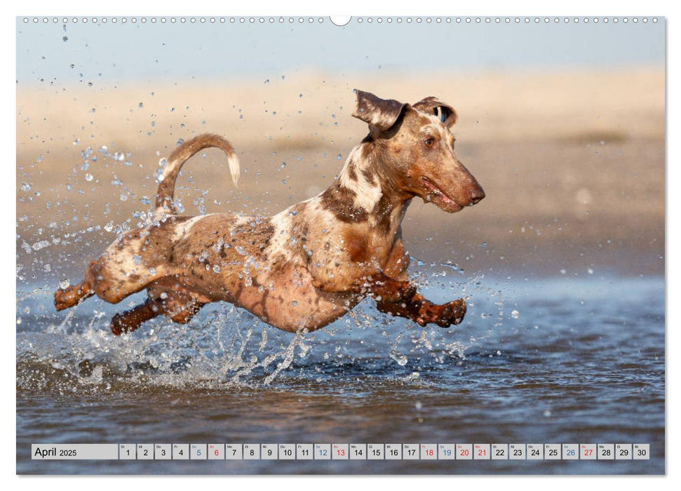 Hunde-Spaß an Strand & Meer (CALVENDO Premium Wandkalender 2025)