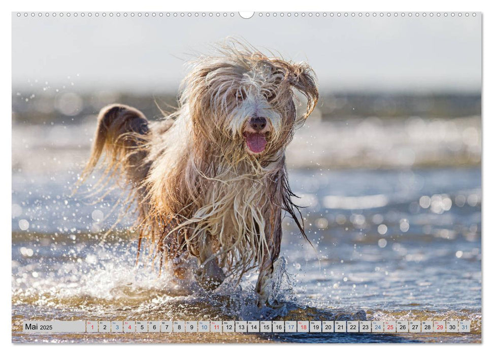 Hunde-Spaß an Strand & Meer (CALVENDO Premium Wandkalender 2025)