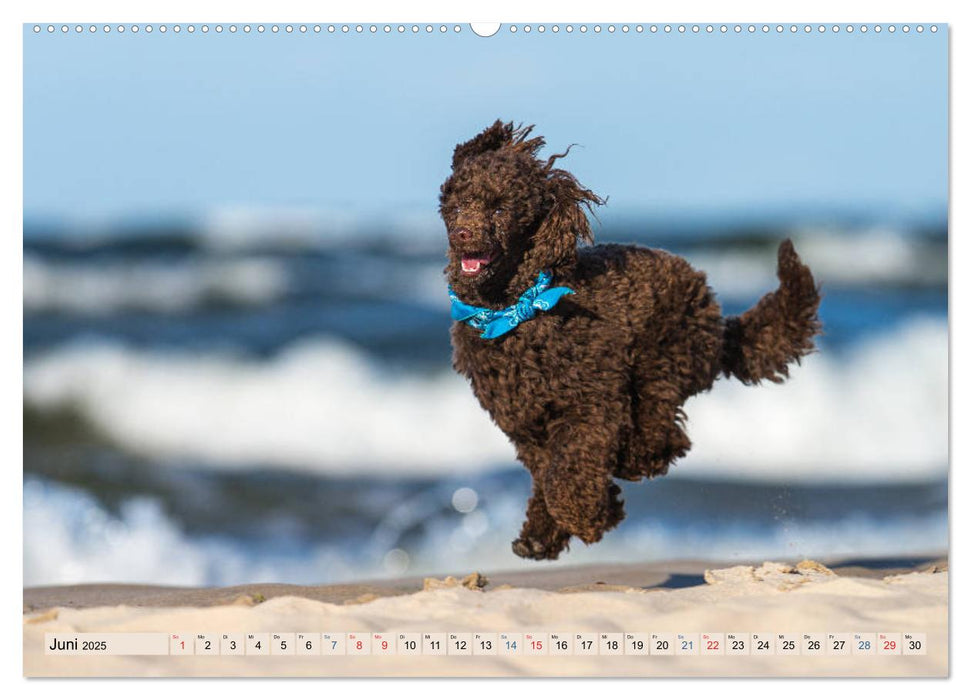 Hunde-Spaß an Strand & Meer (CALVENDO Premium Wandkalender 2025)