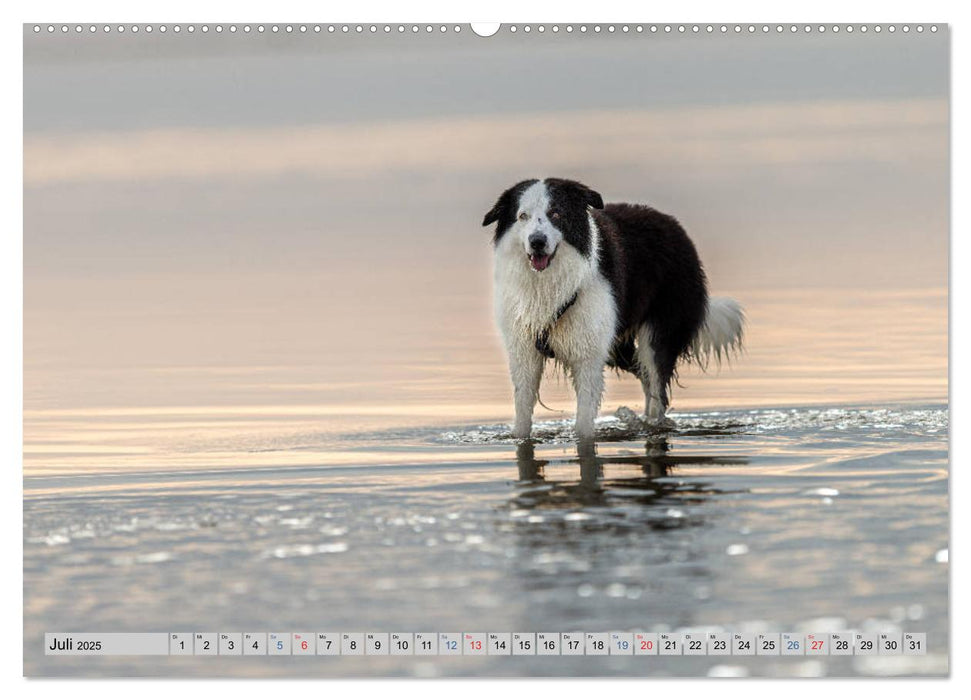 Hunde-Spaß an Strand & Meer (CALVENDO Premium Wandkalender 2025)