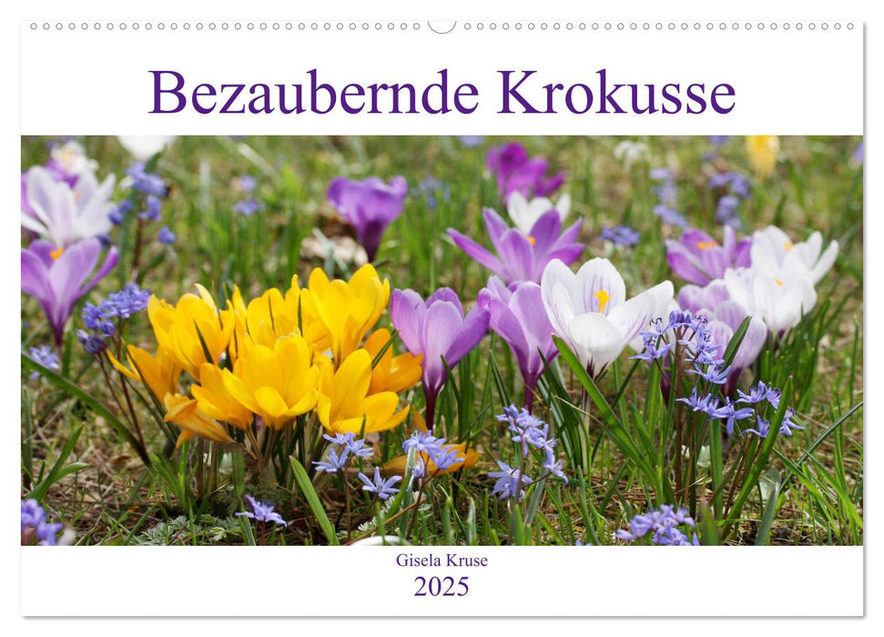 Bezaubernde Krokusse (CALVENDO Wandkalender 2025)