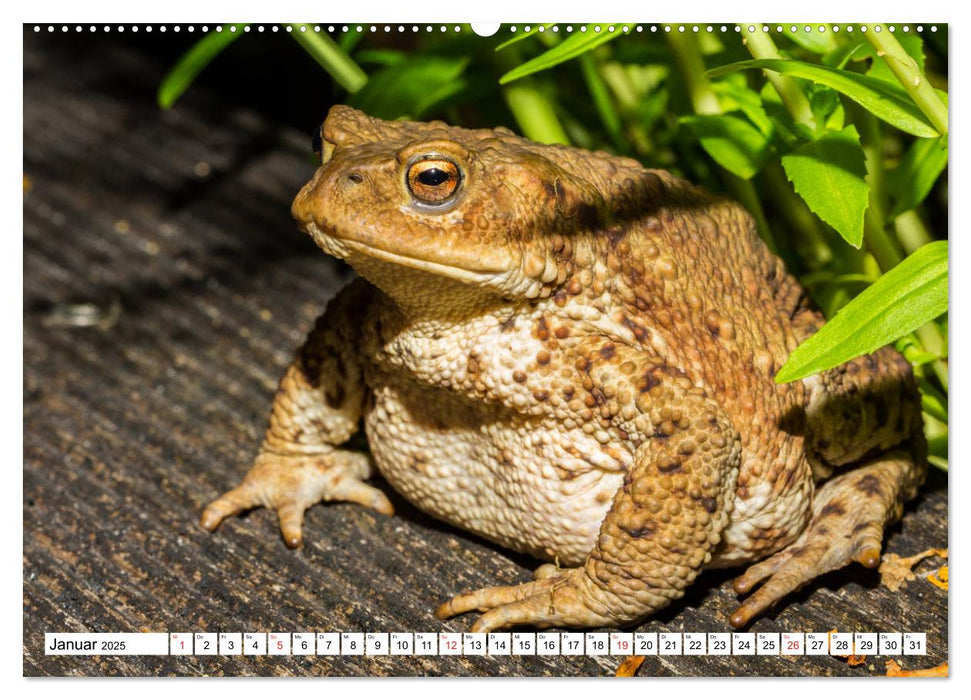 Wunderwelt der Tiere - Deutschland (CALVENDO Premium Wandkalender 2025)