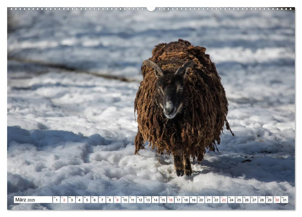 Wunderwelt der Tiere - Deutschland (CALVENDO Premium Wandkalender 2025)