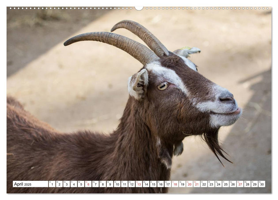 Wunderwelt der Tiere - Deutschland (CALVENDO Premium Wandkalender 2025)