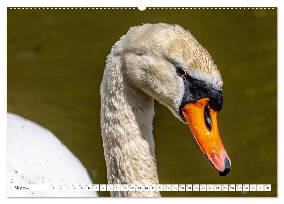 Wunderwelt der Tiere - Deutschland (CALVENDO Premium Wandkalender 2025)