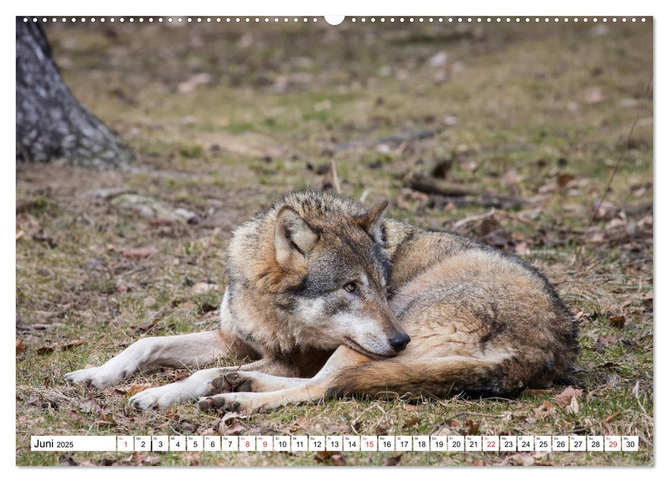 Wunderwelt der Tiere - Deutschland (CALVENDO Premium Wandkalender 2025)