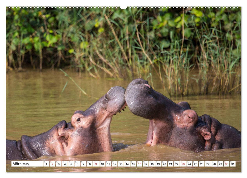 Wunderwelt der Tiere - Südafrika (CALVENDO Premium Wandkalender 2025)