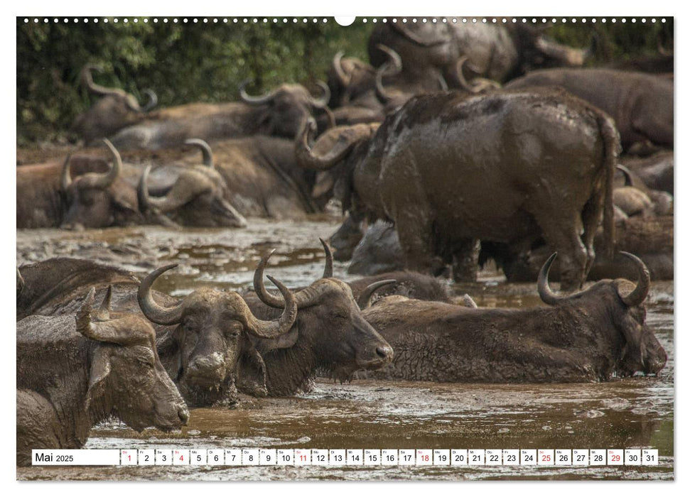 Wunderwelt der Tiere - Südafrika (CALVENDO Premium Wandkalender 2025)