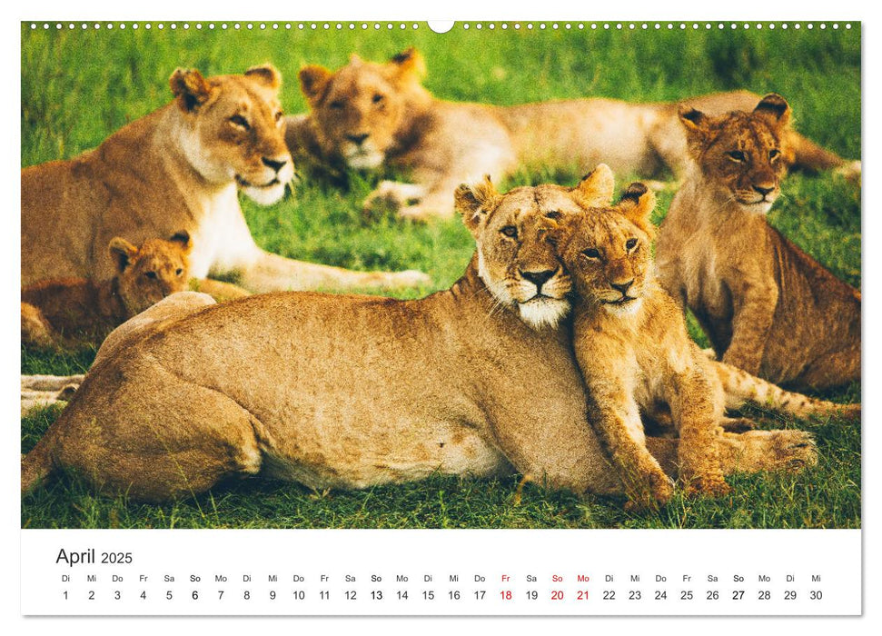 Safari durch Afrika (CALVENDO Premium Wandkalender 2025)