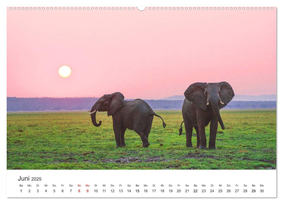 Safari durch Afrika (CALVENDO Premium Wandkalender 2025)