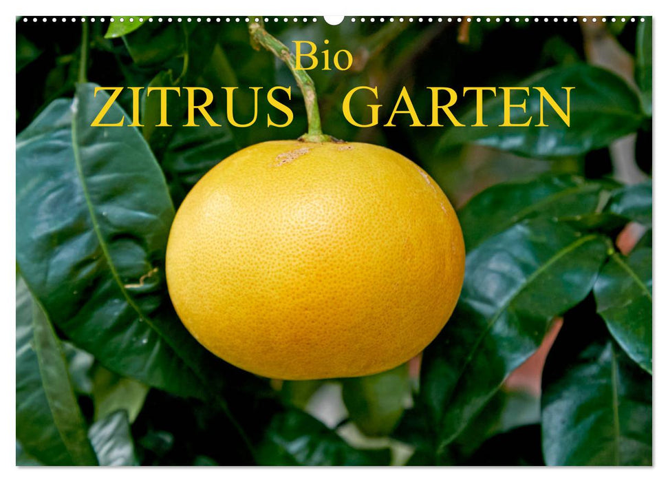 Bio Zitrus Garten (CALVENDO Wandkalender 2025)