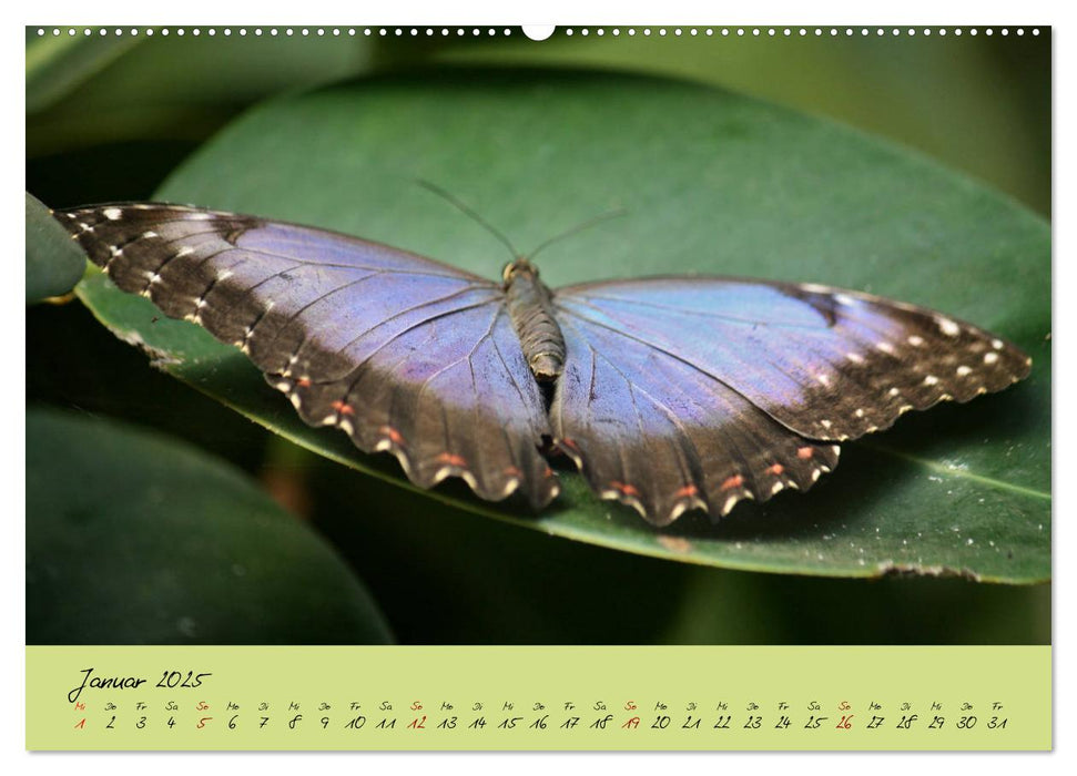 Schmetterlinge Nützlinge der Natur farbenfrohe Exoten (CALVENDO Premium Wandkalender 2025)