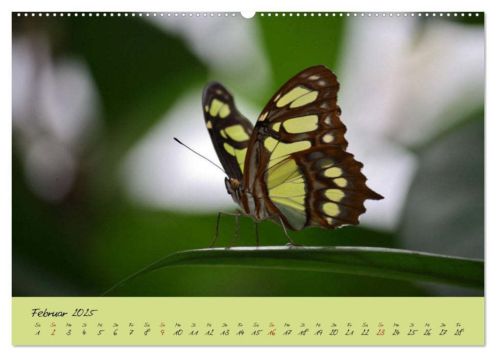 Schmetterlinge Nützlinge der Natur farbenfrohe Exoten (CALVENDO Premium Wandkalender 2025)