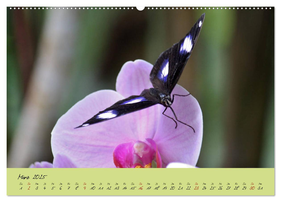 Schmetterlinge Nützlinge der Natur farbenfrohe Exoten (CALVENDO Premium Wandkalender 2025)