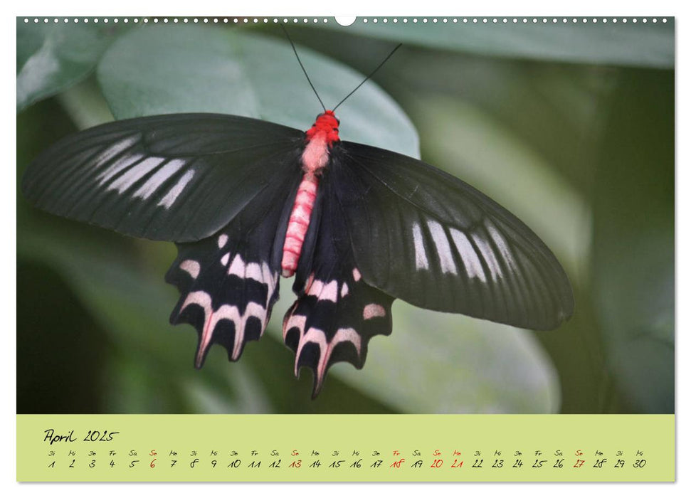 Schmetterlinge Nützlinge der Natur farbenfrohe Exoten (CALVENDO Premium Wandkalender 2025)