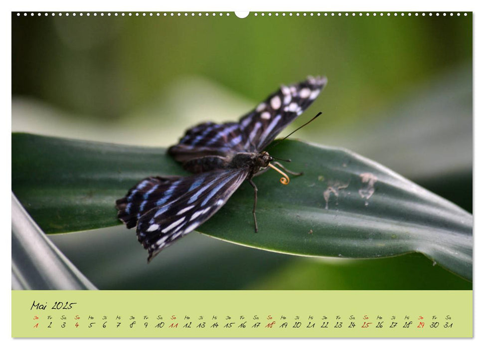 Schmetterlinge Nützlinge der Natur farbenfrohe Exoten (CALVENDO Premium Wandkalender 2025)