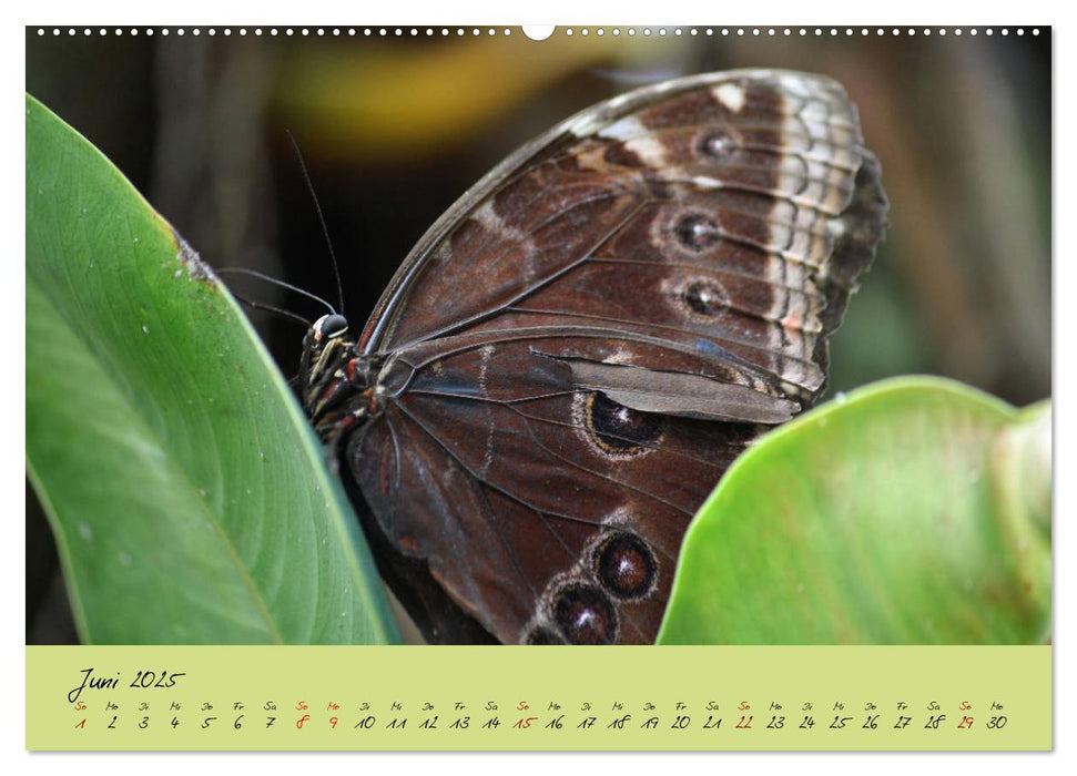 Schmetterlinge Nützlinge der Natur farbenfrohe Exoten (CALVENDO Premium Wandkalender 2025)