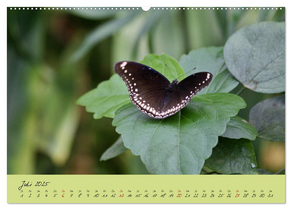 Schmetterlinge Nützlinge der Natur farbenfrohe Exoten (CALVENDO Premium Wandkalender 2025)