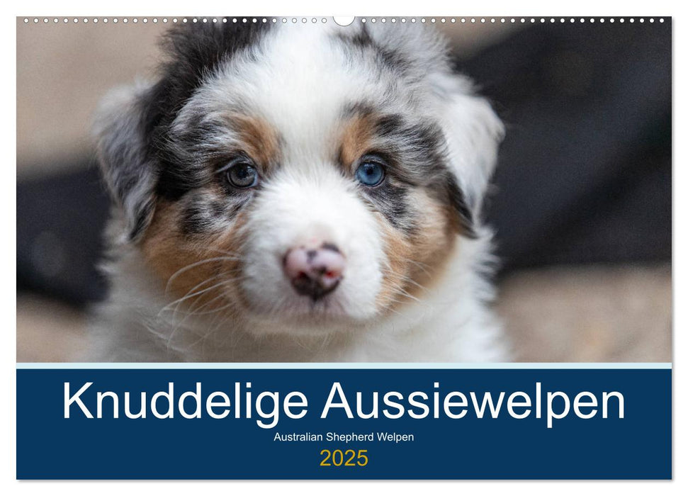 Australian Shepherd Welpen 2025 (CALVENDO Wandkalender 2025)