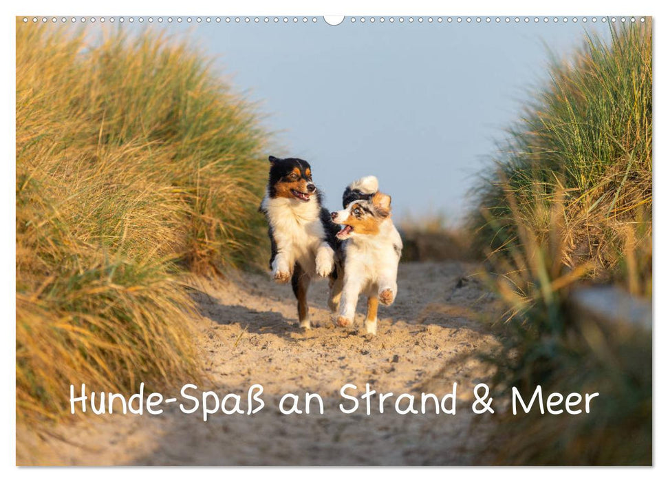 Hunde-Spaß an Strand & Meer (CALVENDO Wandkalender 2025)