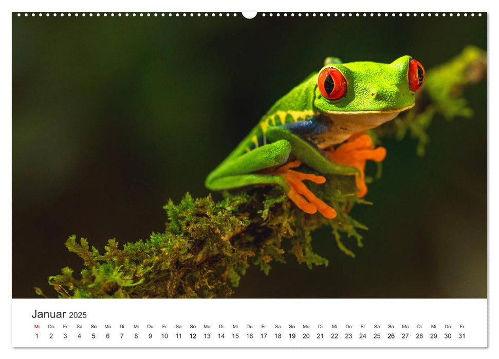 Costa Rica - exotische Tierwelt und unberührte Natur (CALVENDO Premium Wandkalender 2025)