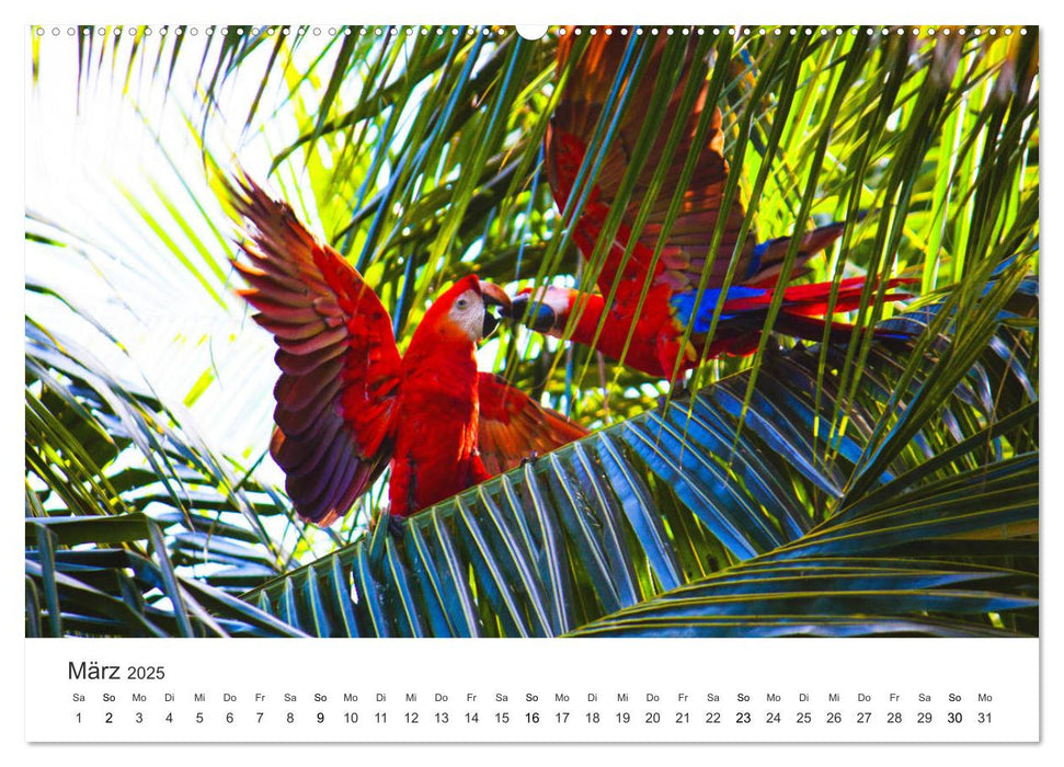 Costa Rica - exotische Tierwelt und unberührte Natur (CALVENDO Premium Wandkalender 2025)