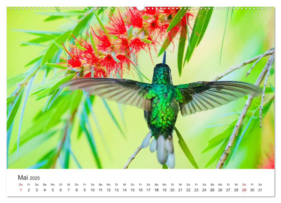 Costa Rica - exotische Tierwelt und unberührte Natur (CALVENDO Premium Wandkalender 2025)