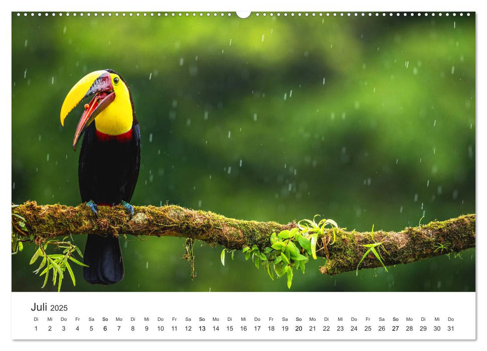 Costa Rica - exotische Tierwelt und unberührte Natur (CALVENDO Premium Wandkalender 2025)