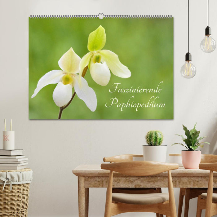 Faszinierende Paphiopedilum (CALVENDO Wandkalender 2025)