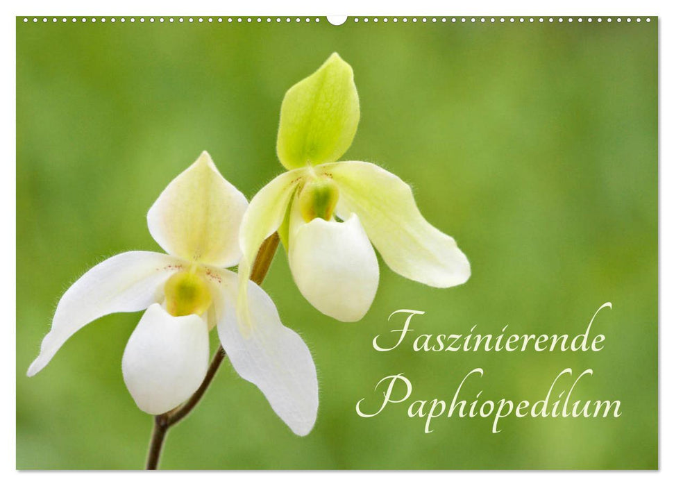 Faszinierende Paphiopedilum (CALVENDO Wandkalender 2025)