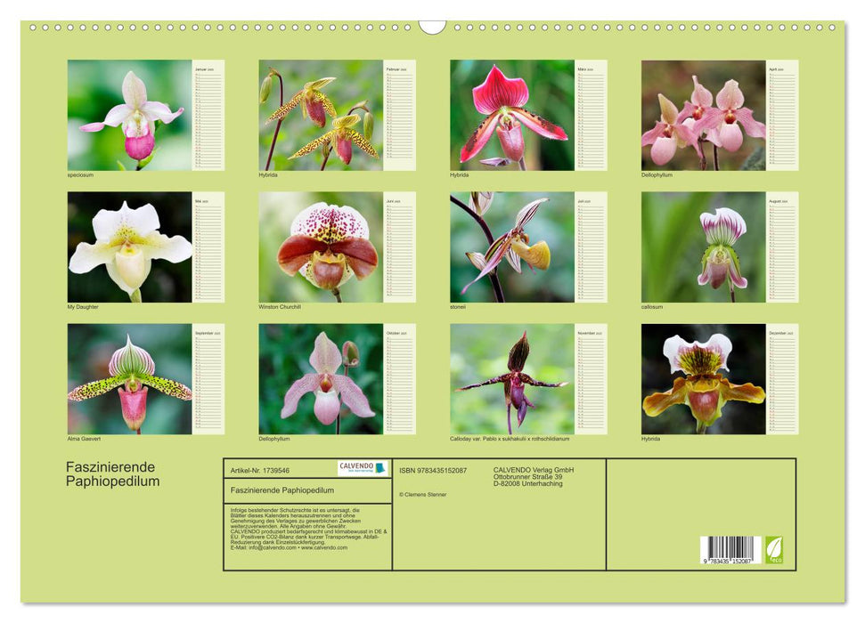 Faszinierende Paphiopedilum (CALVENDO Wandkalender 2025)