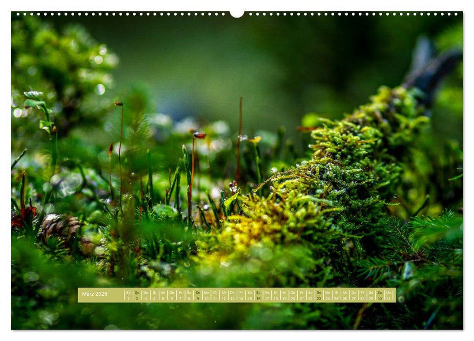 Der Zauberwald - Detailaufnahmen (CALVENDO Premium Wandkalender 2025)