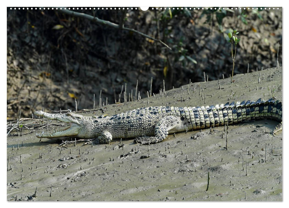 Indien Sunderbans (CALVENDO Premium Wandkalender 2025)